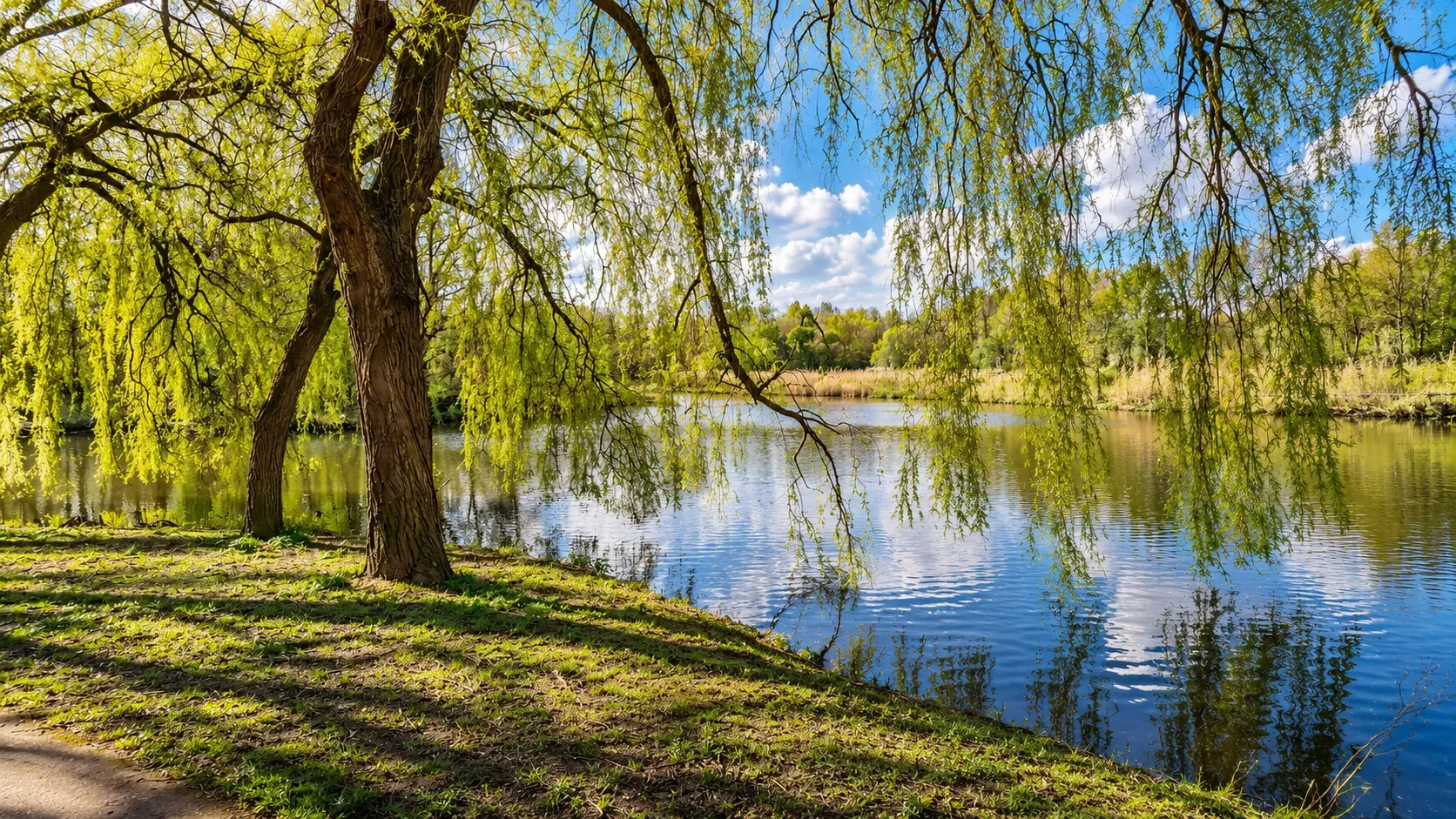 Treurwilg aan het water in het Westerpark in de lente